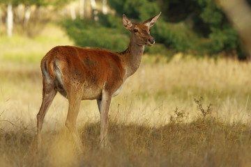 red deer doe looking at the camera  in a clearing