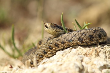 the rarest snake from europe