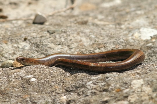 slow worm on a rock