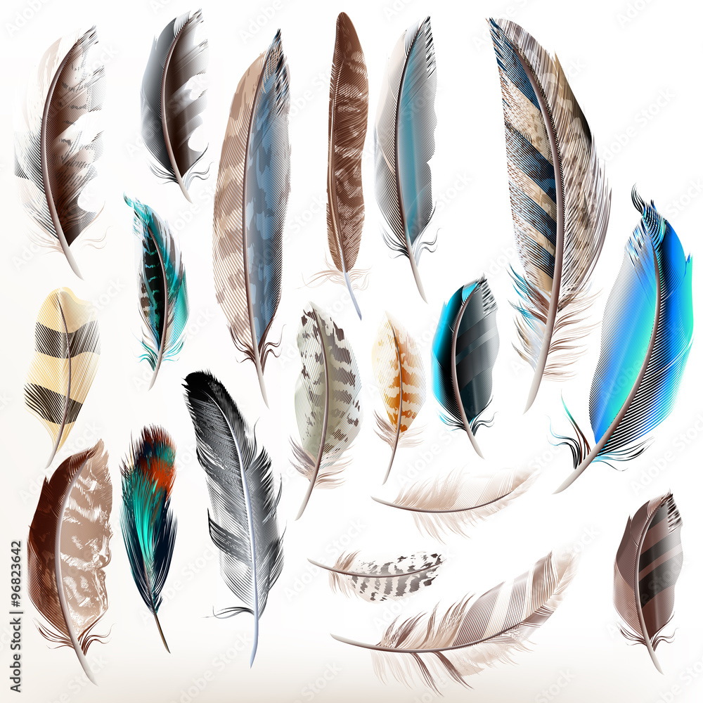 Poster Set of vector realistic colorful feathers
