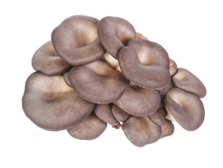 fresh oyster mushrooms on a white background.