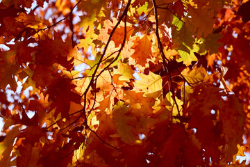 autumn leaves