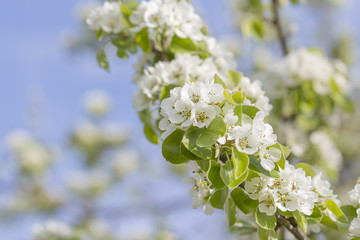 
blooming wild pear against the sky colorful soft bokeh natural spring background