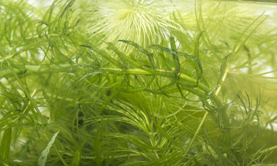 aquarium plant: Elodea and Ceratophyllum demersum