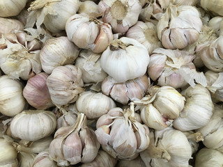 garlic