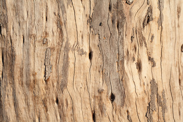 Wood Texture./ Wood Texture.