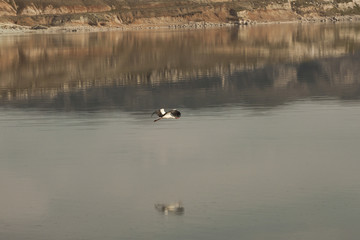 leylek kuşu suyun üstünde alçaktan uçarken yem arayışı