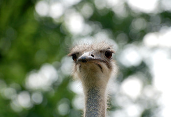 Ostrich face close up against forest background