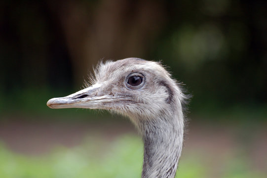 Ostrich face close up against forest background