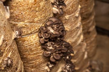 oyster mushrooms grow from a package with the husk