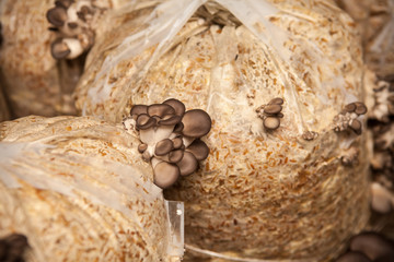oyster mushrooms grow from a package with the husk