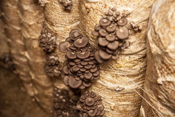 oyster mushrooms grow from a package with the husk
