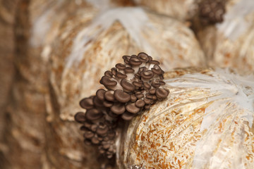 oyster mushrooms grow from a package with the husk