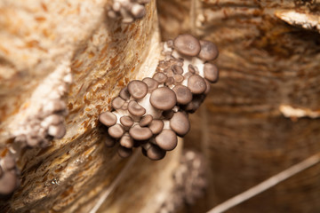oyster mushrooms grow from a package with the husk