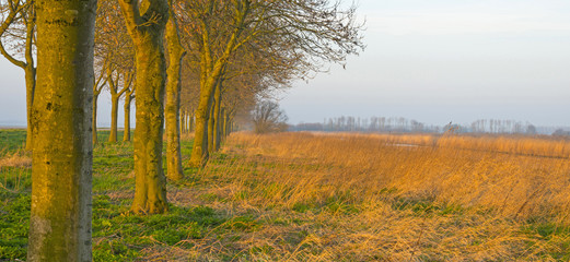 Trees in winter in the light of sunrise 