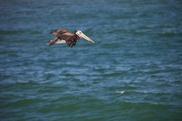 flying brown pelican  Paracas - Peru