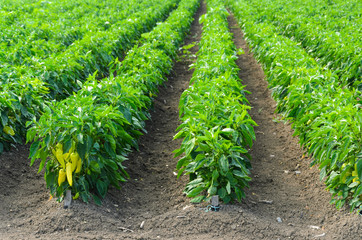 Fototapeta na wymiar Peppers growing in a field with irrigation system