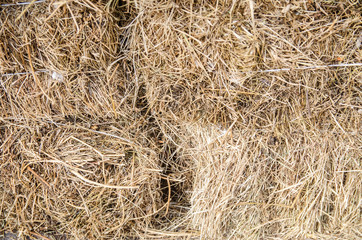 Dry straw for background or texture