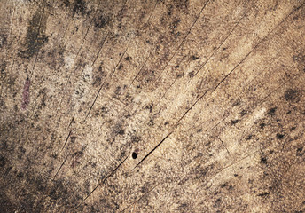 old tree stump texture background
