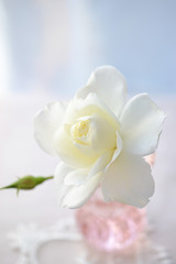 バラ　アイスバーグ