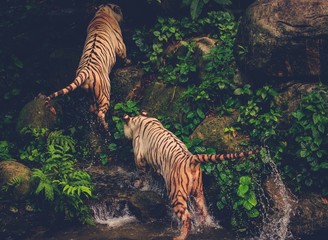 Fototapeta na wymiar Two Bengal Tigers Playing deep in a jungle