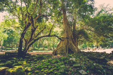 Old banyan tree roots in Angkor temple ruins, Siem Reap, Cambodia.