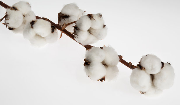 a branch of cotton on white background