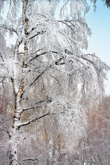 Берёза в зимнем наряде. Россия, Сибирь, Новосибирская область