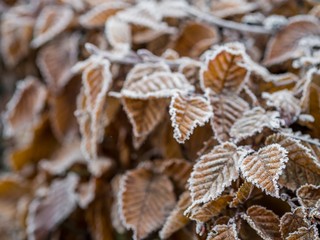 leaves in the winter of germany