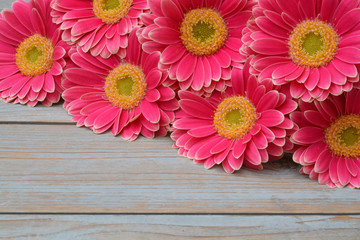  pink yellow  gerbera daisies in a border row on grey old wooden shelves background with empty room copy space
