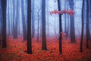 foggy trees with red leaves in autumn forest 