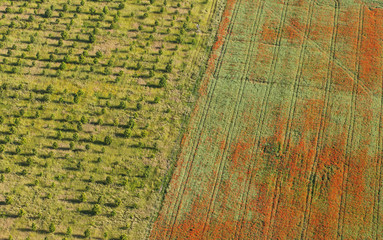 aerial view of the green harvest fields