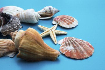 closeup of saeshells