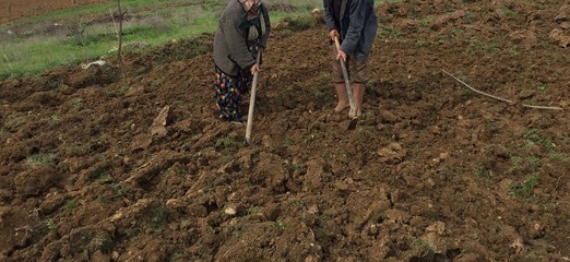Bakla Ekim Hazırlığı
