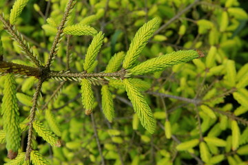 Świerk żółty © fotodrobik