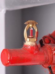 Single real life installed sprinkler head with brass and chrome armature, glass vial with red fluid and red supply pipe, Australia 2015
