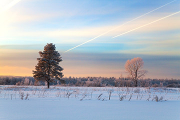 Trees in winter field