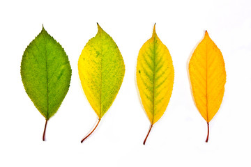 Collection autumn leaves of cherry tree isolated on white. With
