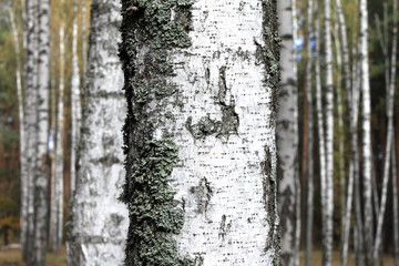 Fototapeta premium trunk of birch close up on background of forest