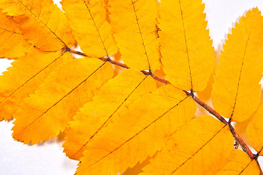 Autumn rowan tree leaf as background.