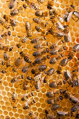 Working bees on the yellow honeycomb with sweet honey.