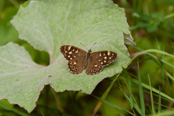 Schmetterling - Waldbrettspiel - Pararge aegeria