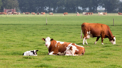 Cow calf