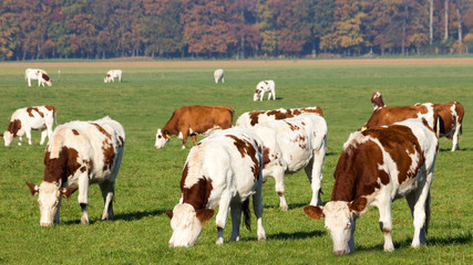 Cows