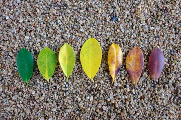 Colors of autumn leaves