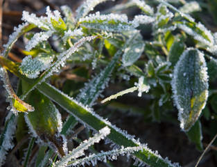 An image of an autumn icy grass
