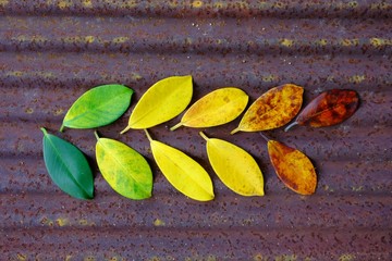 Colors of autumn leaves