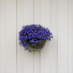 small decorative flowers in a flowerpot on a white wall