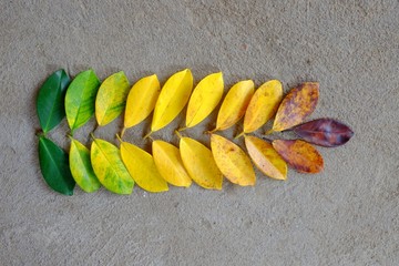 Colors of autumn leaves