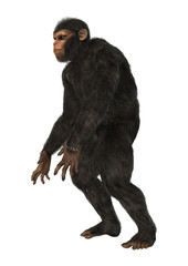 Chimpanzee Monkey on White